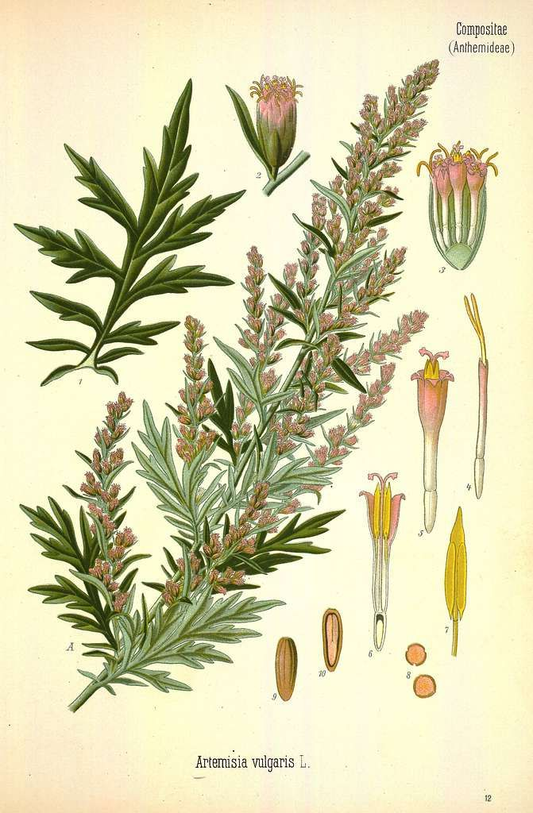 Beifusskraut 30g (Artimesia Vulgaris Herba)